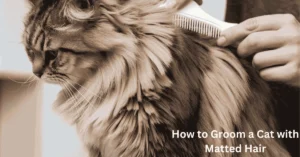 Groom a Cat with Matted Hair