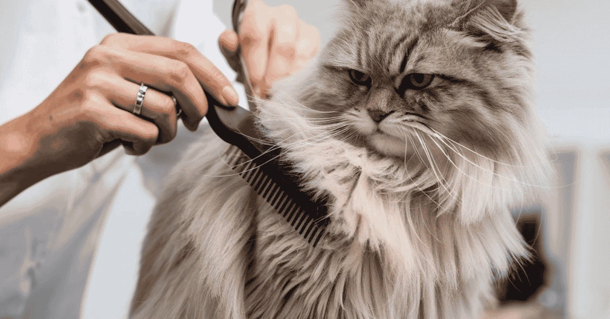 How to Get Mats Out of Cat Fur With a Clipper