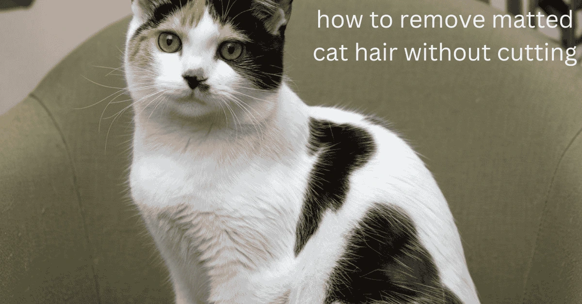 remove matted cat hair without cutting