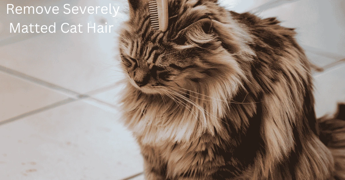 Remove Severely Matted Cat Hair